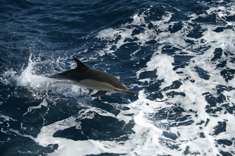 Dolphin in the North Atlantic