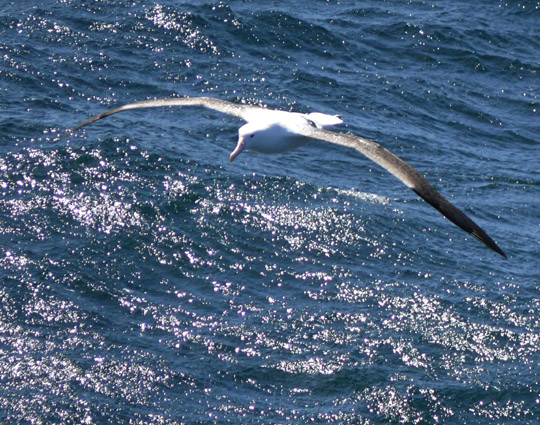 Giant Albatross over South Indian Ocean