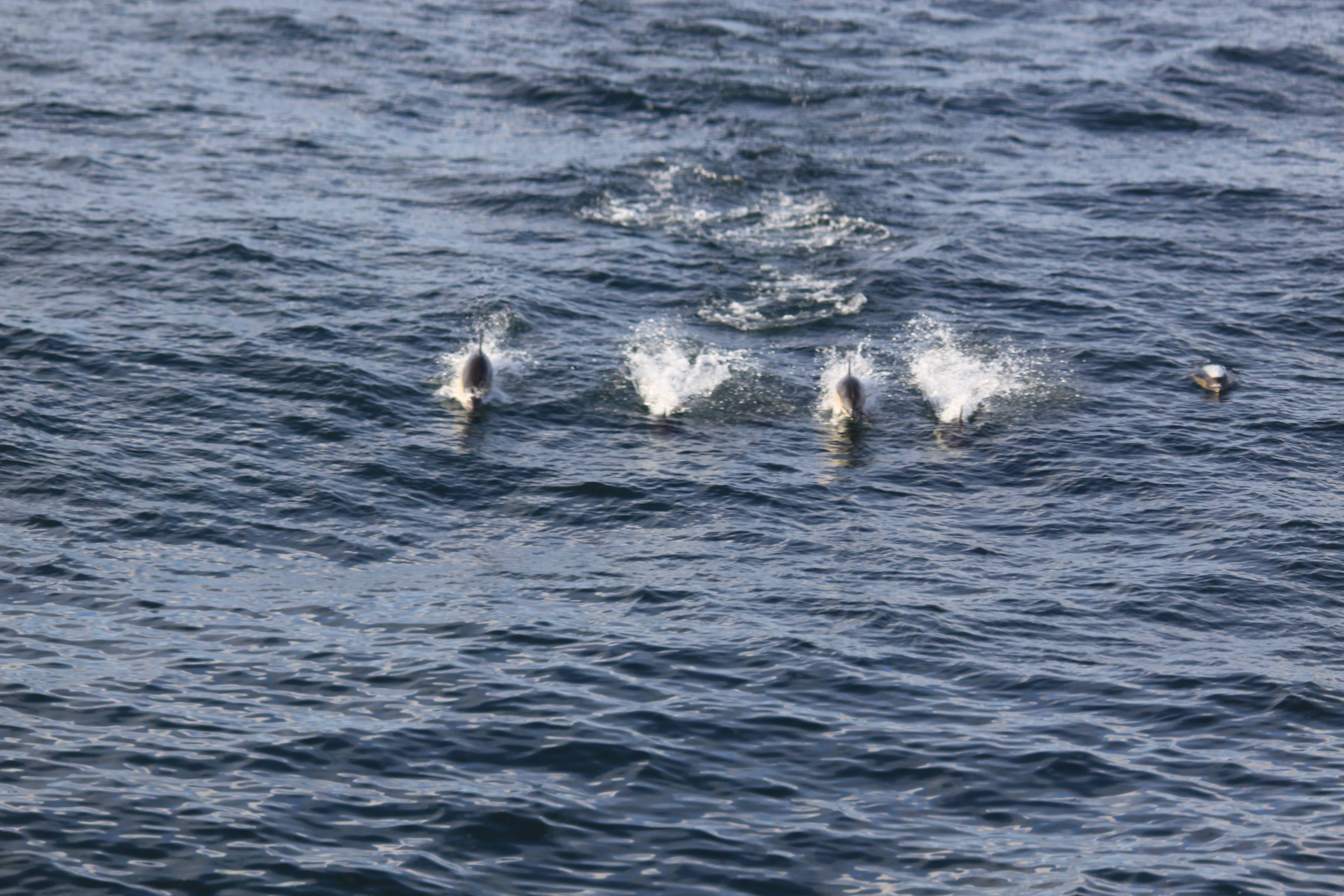 Dolphins in the Northern Atlantic