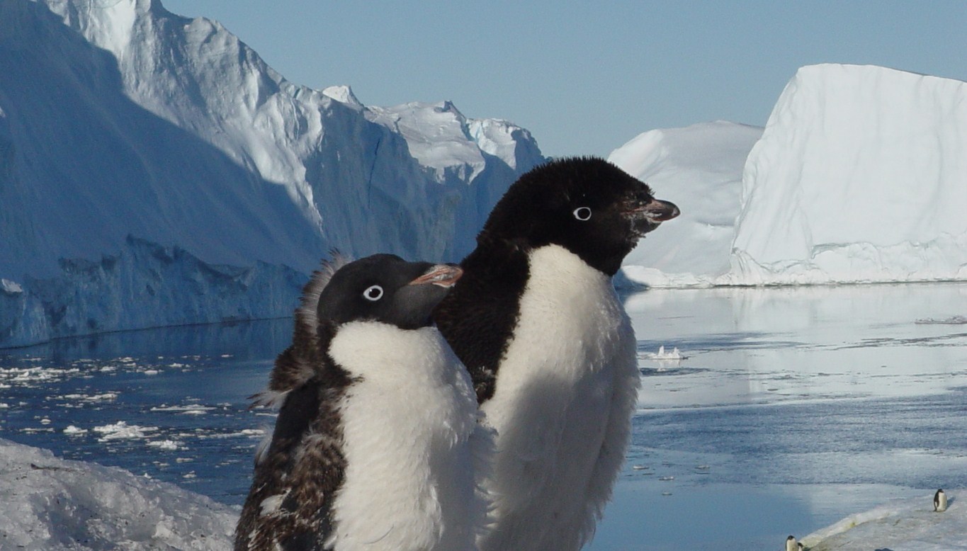 Antarctica Observers 